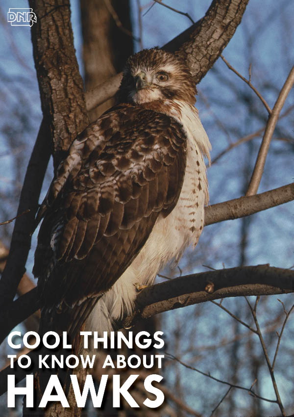 Cool Things You Should Know About Iowa Hawks Dnr News Releases